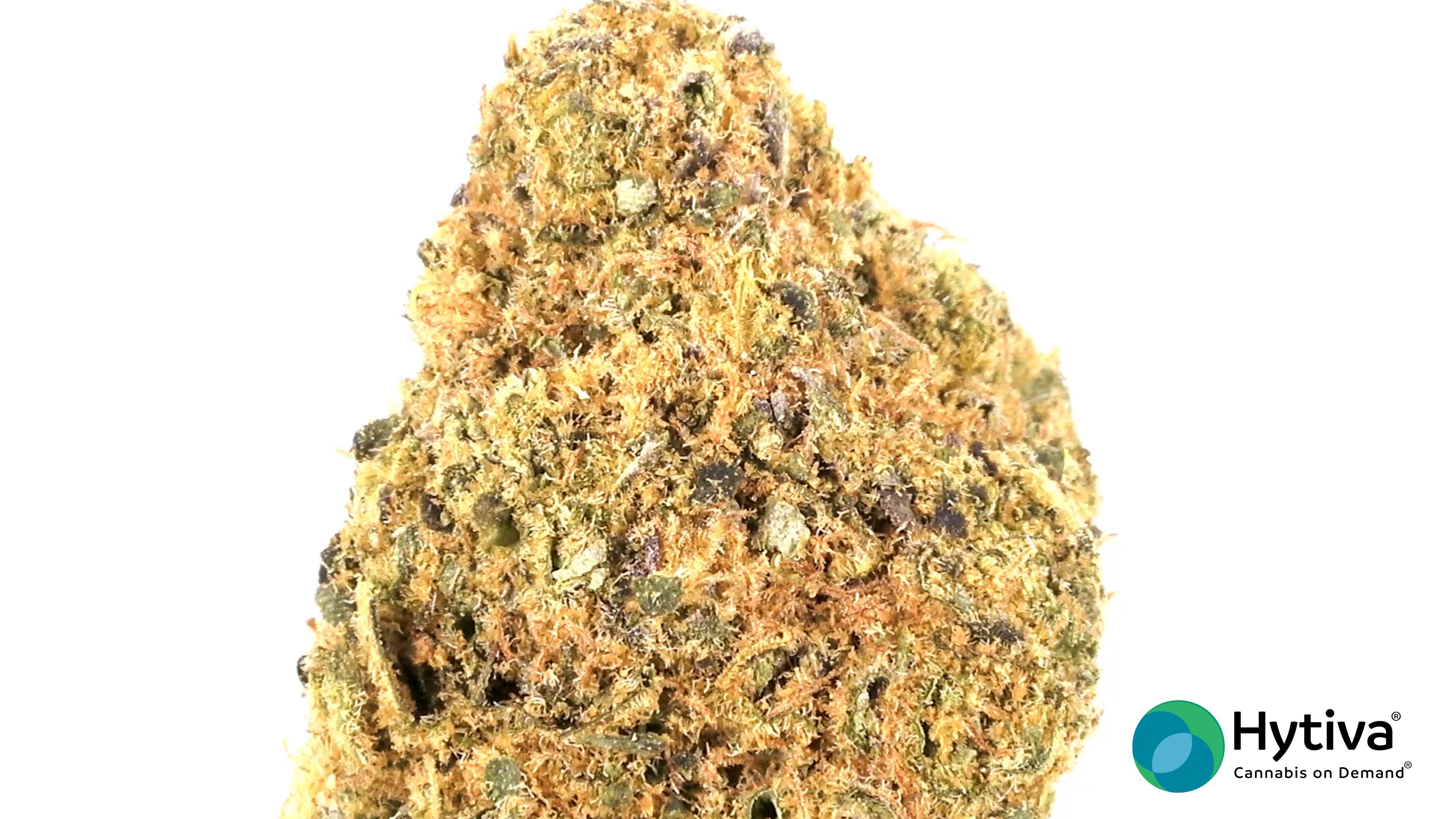 Orangecello - Hybrid Strain