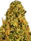 Orange 43 Hybrid Cannabis Strain Thumbnail