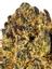 Orange Ade Hybrid Cannabis Strain Thumbnail