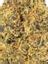 Orange Cookie Crasher Hybrid Cannabis Strain Thumbnail