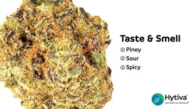 Orange Cookie Crasher - Hybrid Cannabis Strain