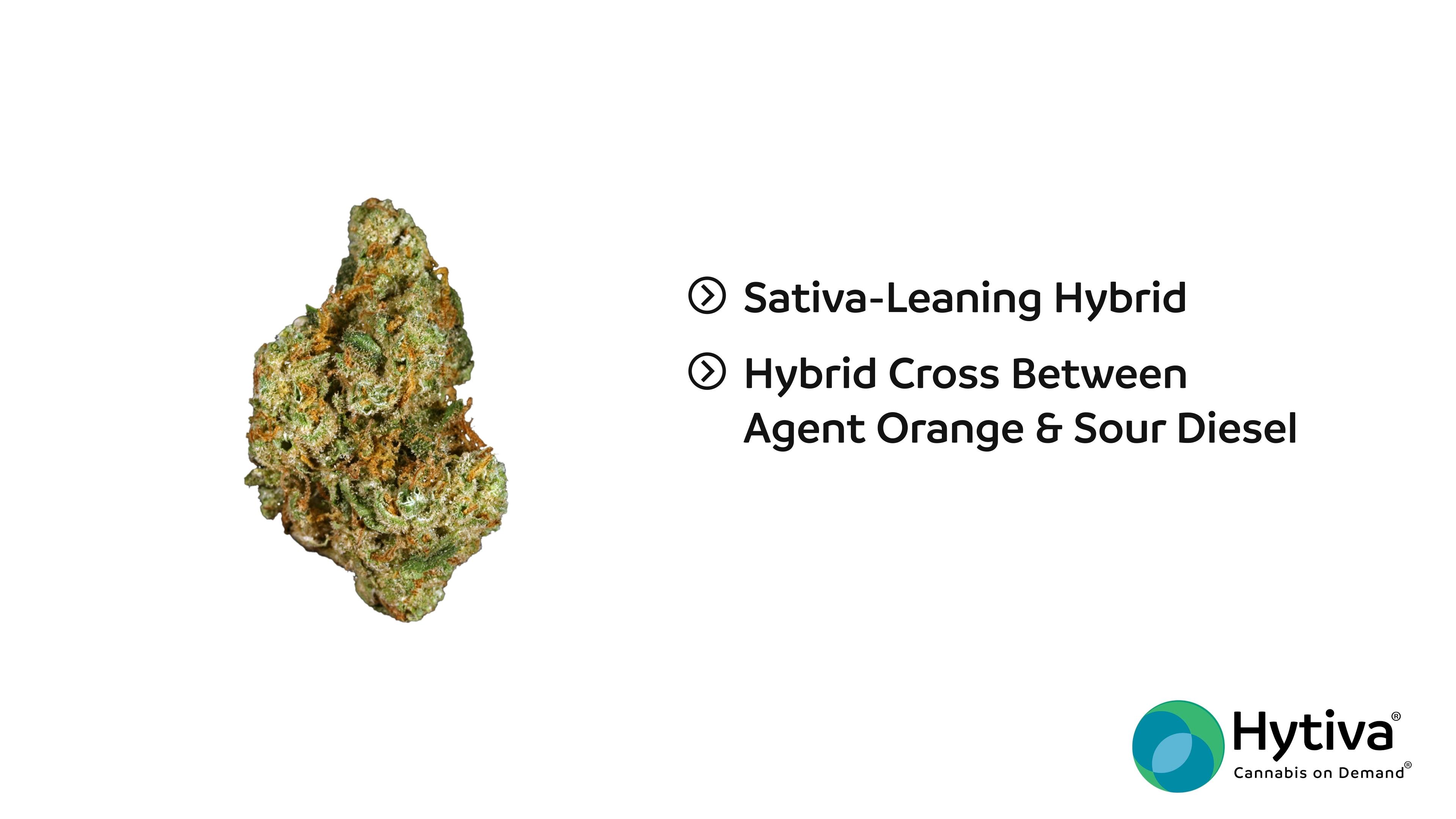 Orange Diesel Strain Hybrid Cannabis Video Cbd Thc Hytiva
