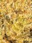 Orange Sundae Hybrid Cannabis Strain Thumbnail