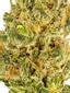 Orange Valley OG Hybrid Cannabis Strain Thumbnail