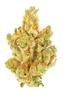Orangeade Hybrid Cannabis Strain Thumbnail