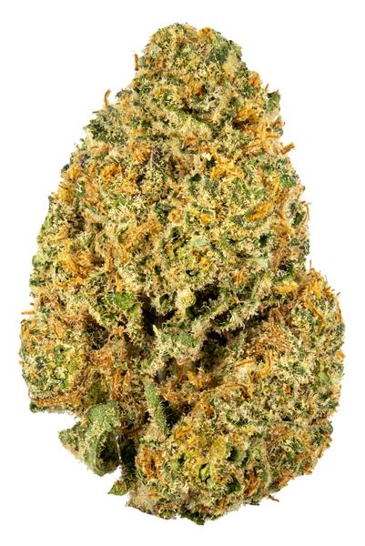 Orangutan Tittiez - 混合物 Cannabis Strain