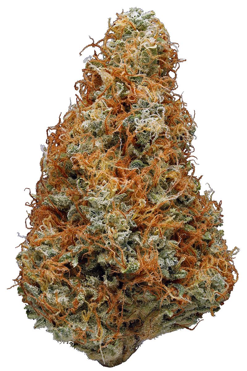 papaya kush strain hytiva cannabis hybrid smell taste
