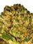 Papaya Punch Hybrid Cannabis Strain Thumbnail