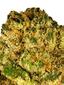 Papaya Punch Hybrid Cannabis Strain Thumbnail