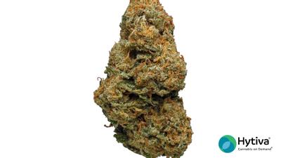 Pennywise - Indica Cannabis Strain
