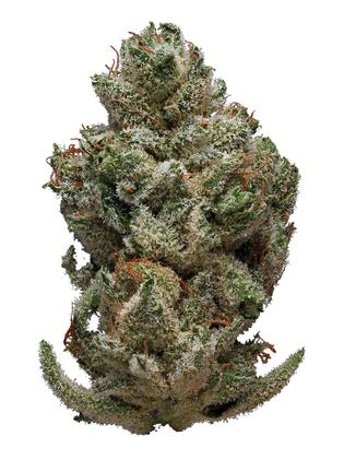Pestilence - Hybrid Cannabis Strain