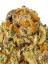 Phatt Fruity Hybrid Cannabis Strain Thumbnail