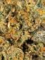 Pinata Hybrid Cannabis Strain Thumbnail