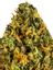 Pineapple Fanta Hybrid Cannabis Strain Thumbnail