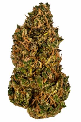 Pineapple Tonic - Híbrida Cannabis Strain