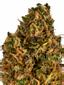 Pineapple Tonic Hybrid Cannabis Strain Thumbnail