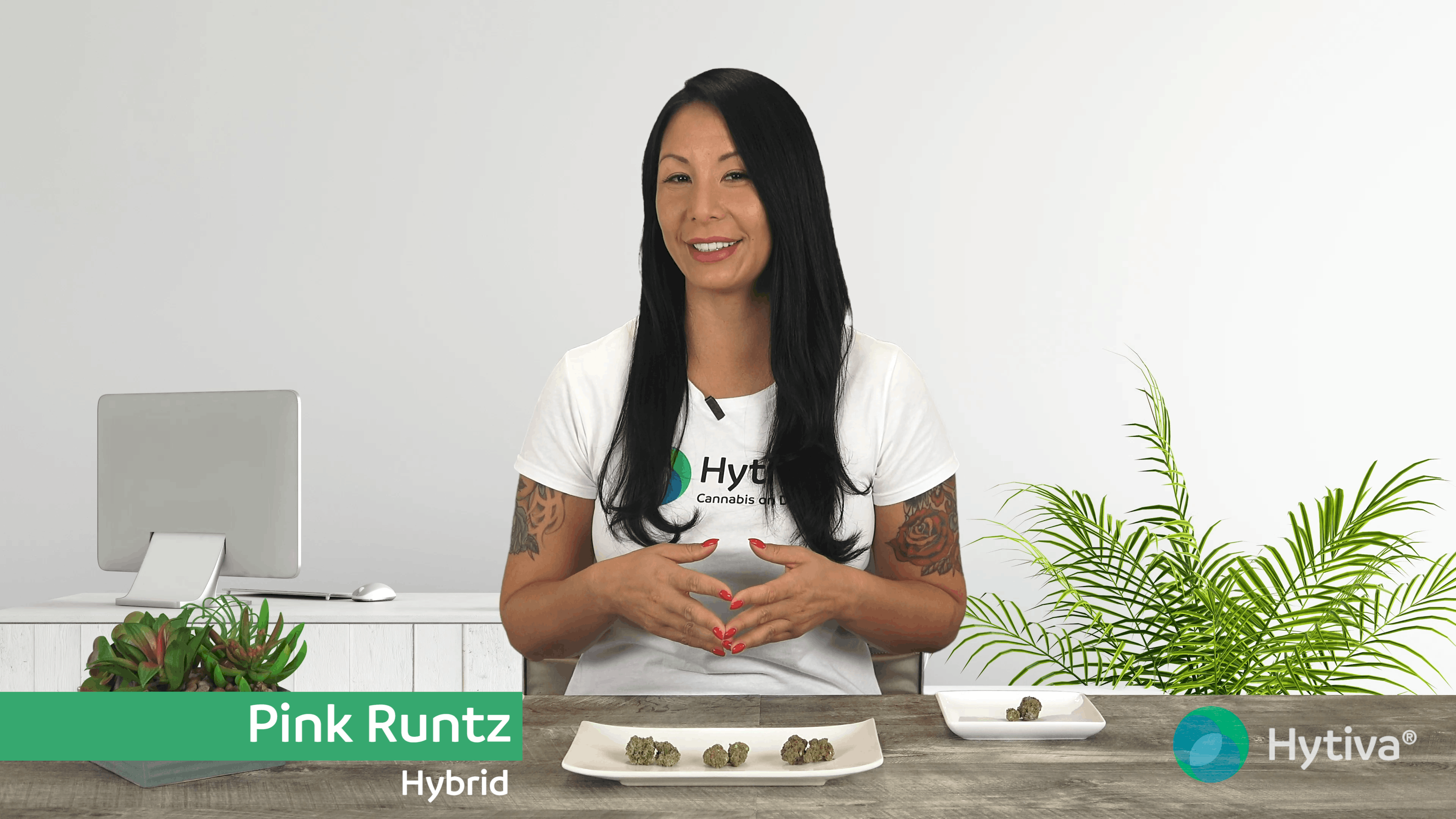 Pink Runtz Strain Hybrid Cannabis Video Review Hytiva