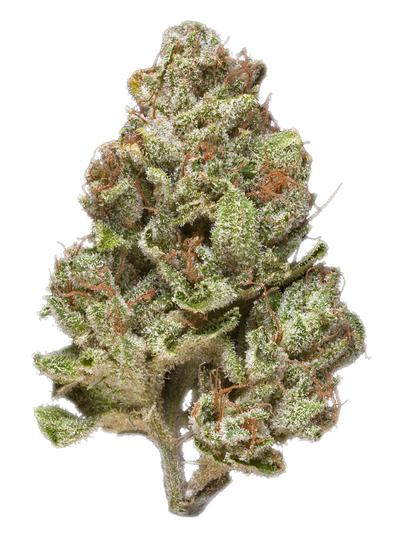 Platinum OG Diesel - Híbrida Cannabis Strain