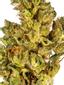 Poison Cherry Hybrid Cannabis Strain Thumbnail