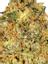 Pomelo Hybrid Cannabis Strain Thumbnail