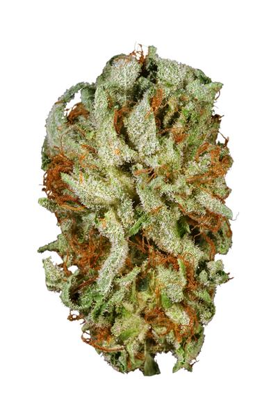 Pre 98 Master Kush - Hybrid Cannabis Strain