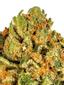 Pre-Soviet Tahoe Hybrid Cannabis Strain Thumbnail