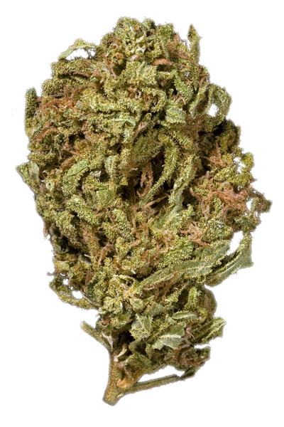 Predator Pink - Hybrid Cannabis Strain