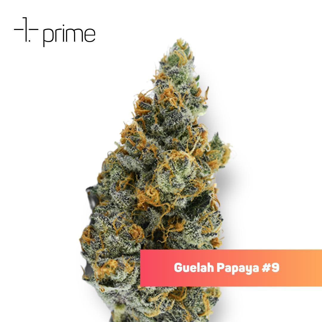Guelah Papaya #9 Product Image