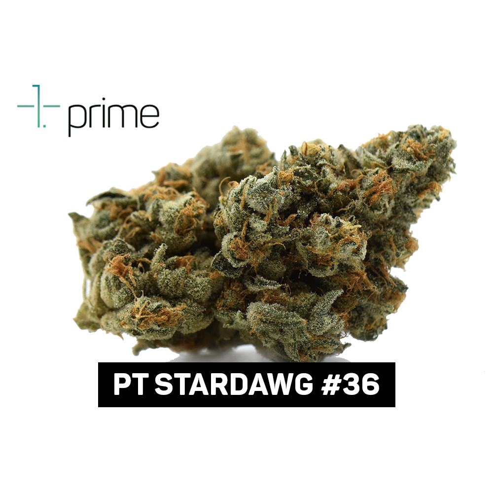 PT Stardawg #36 Product Image