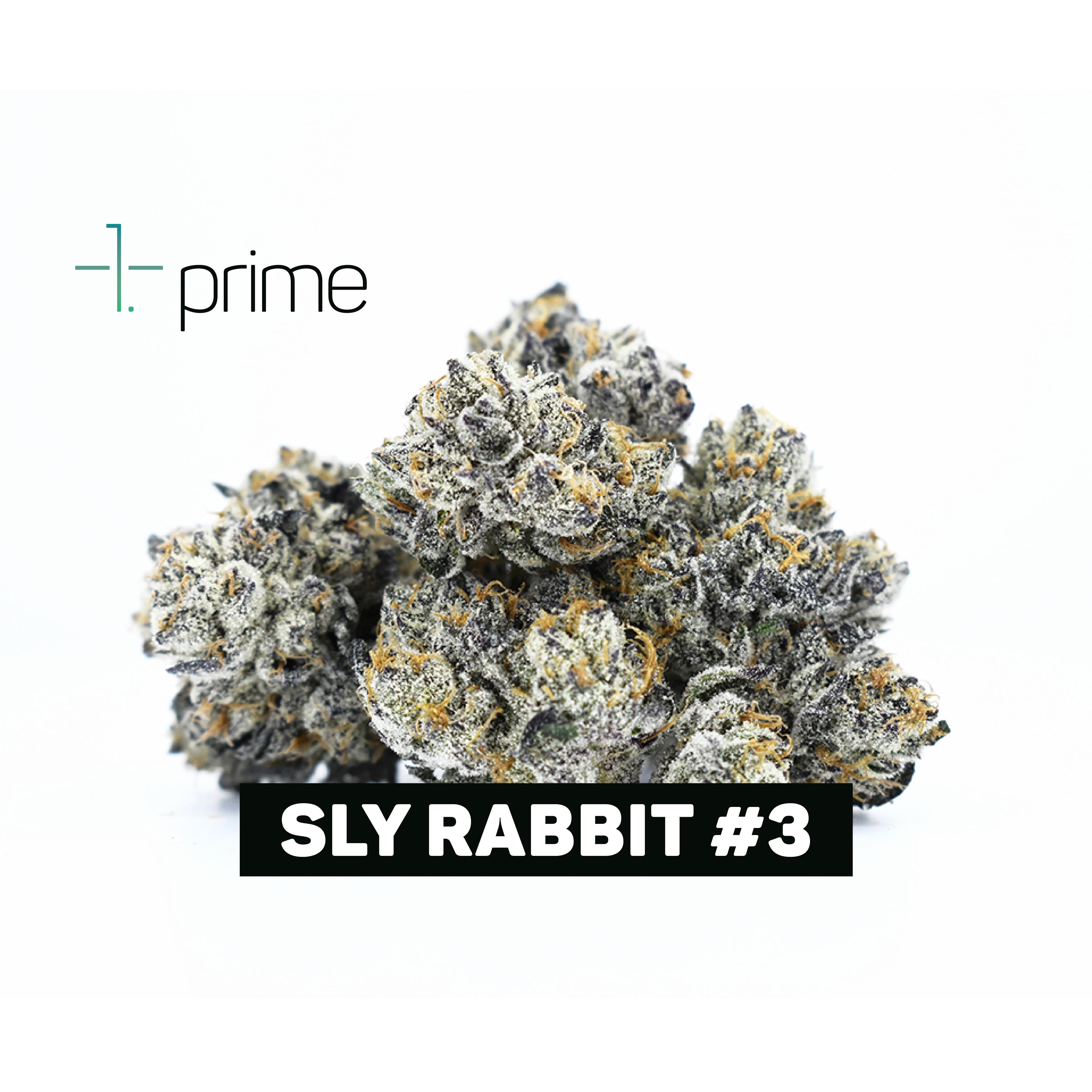 Sly Rabbit #3 Product Image