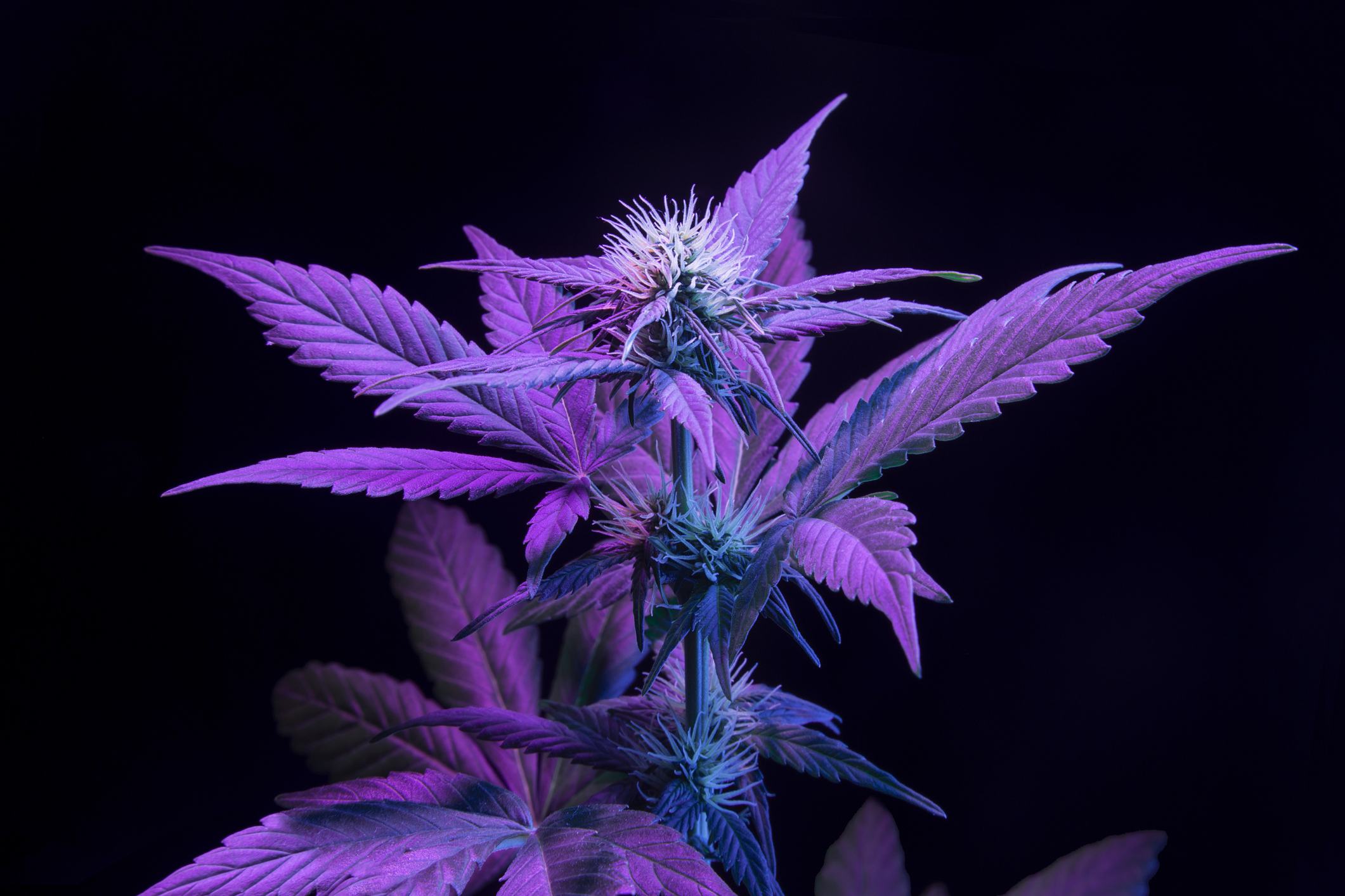 Photo of purple cannabis plant with black background.