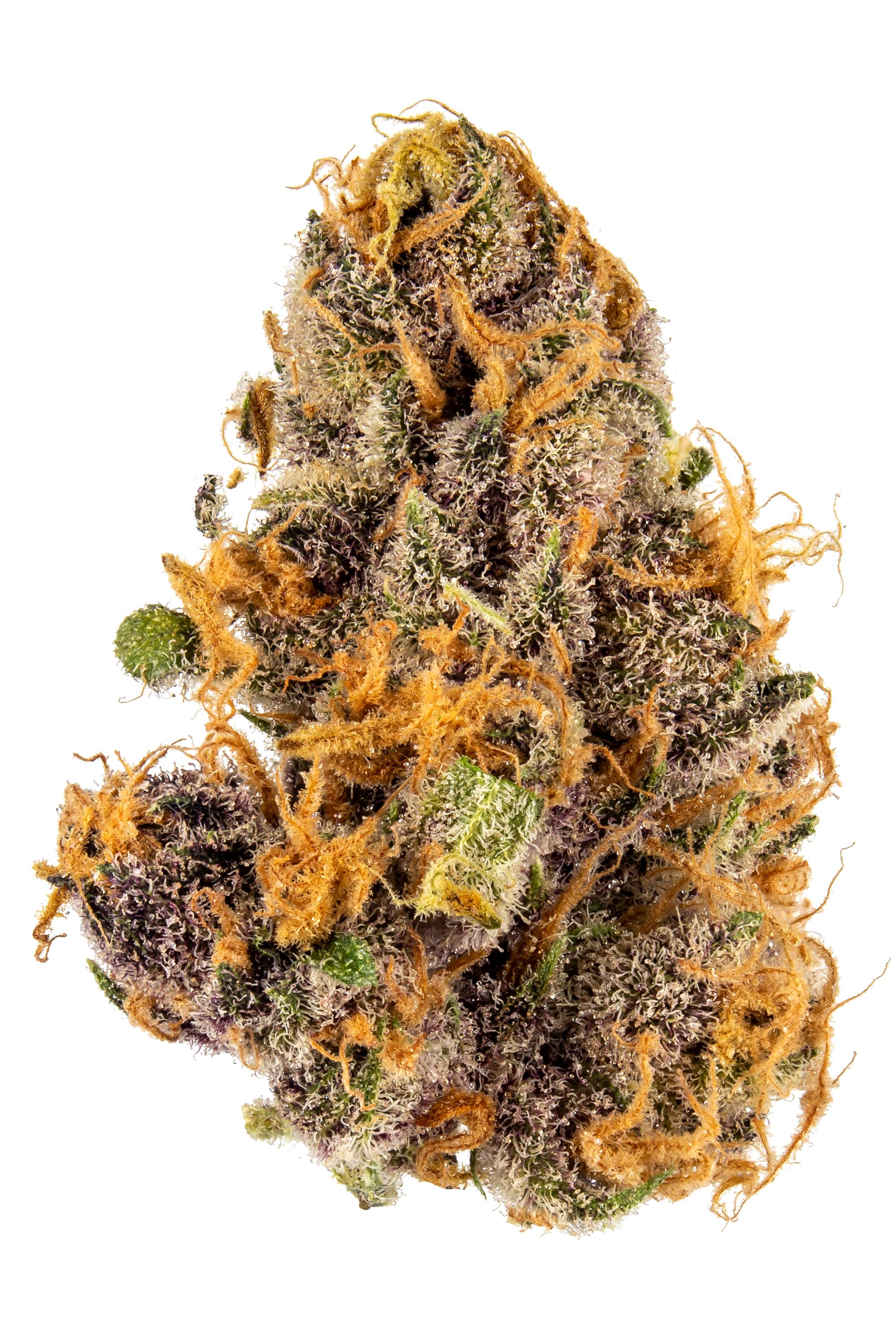 Purple Cough - Hybrid Cannabis Strain