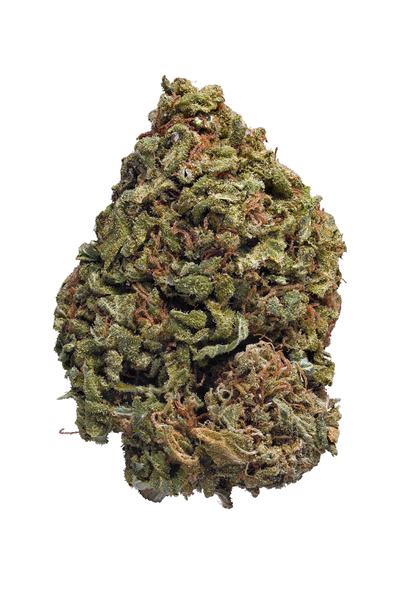 Purple Crack - Híbrida Cannabis Strain