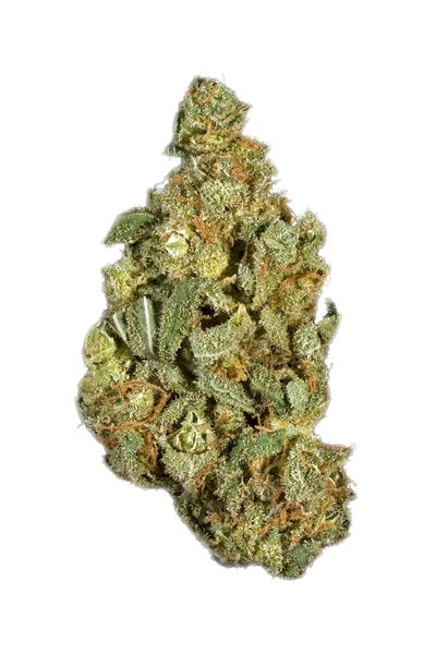 Purple Hashplant - Hybride Cannabis Strain
