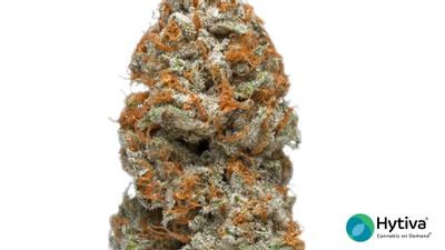 Purple Kush - Hybrid Cannabis Strain