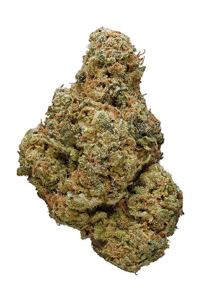 Purple Mango - Hybrid Cannabis Strain