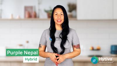 Purple Nepal - Hybrid Cannabis Strain