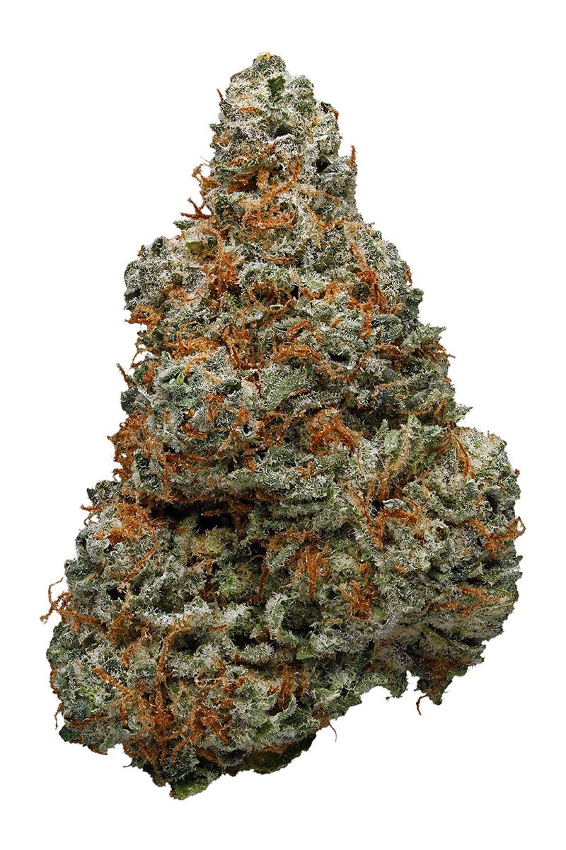 Purple OG Kush - Indica Cannabis Strain Review, THC : Hytiva