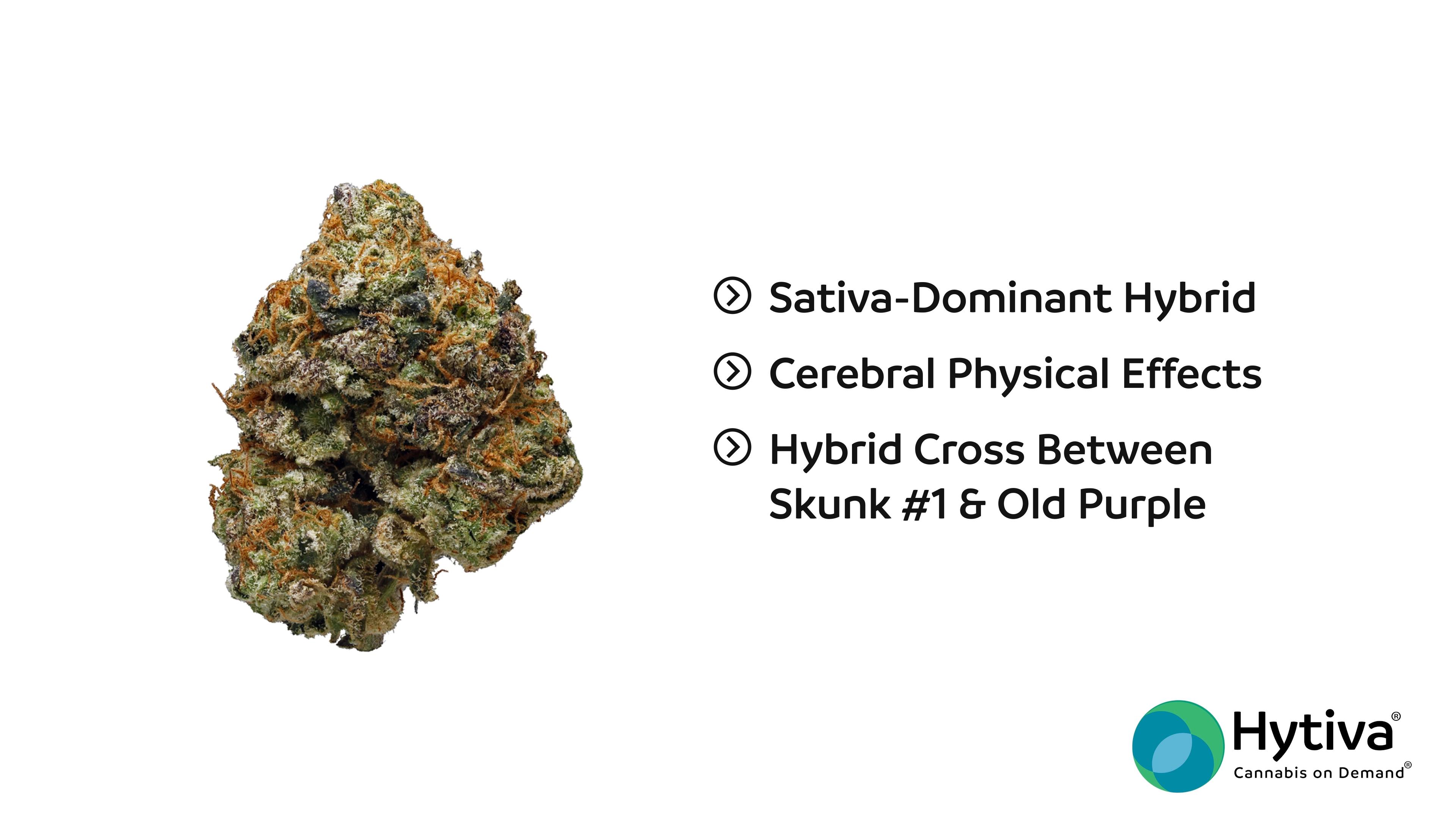 Purple Skunk Strain - Hybrid Cannabis Video, CBD, THC : Hytiva