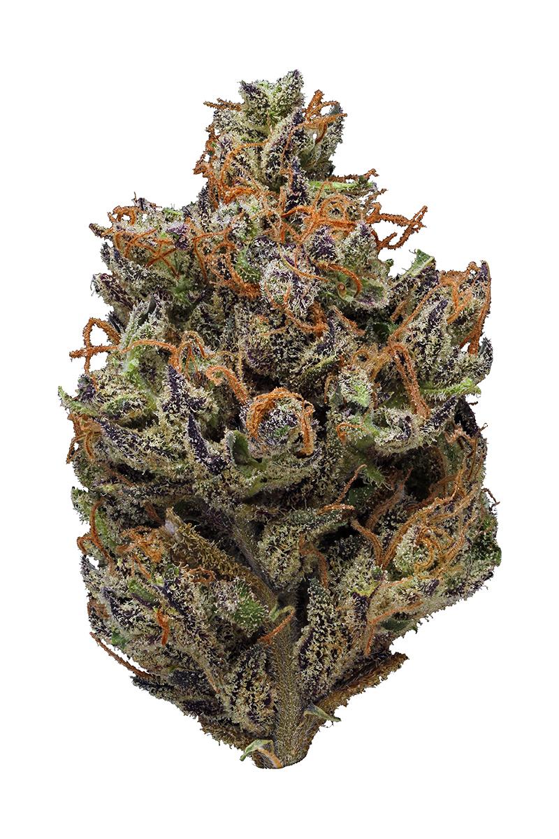 Purple Sticky Punch Strain - Hybrid Cannabis Video, CBD : Hytiva