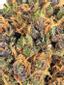 Purple Tangie Hybrid Cannabis Strain Thumbnail