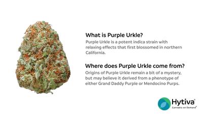 Purple Urkle - Indica Cannabis Strain