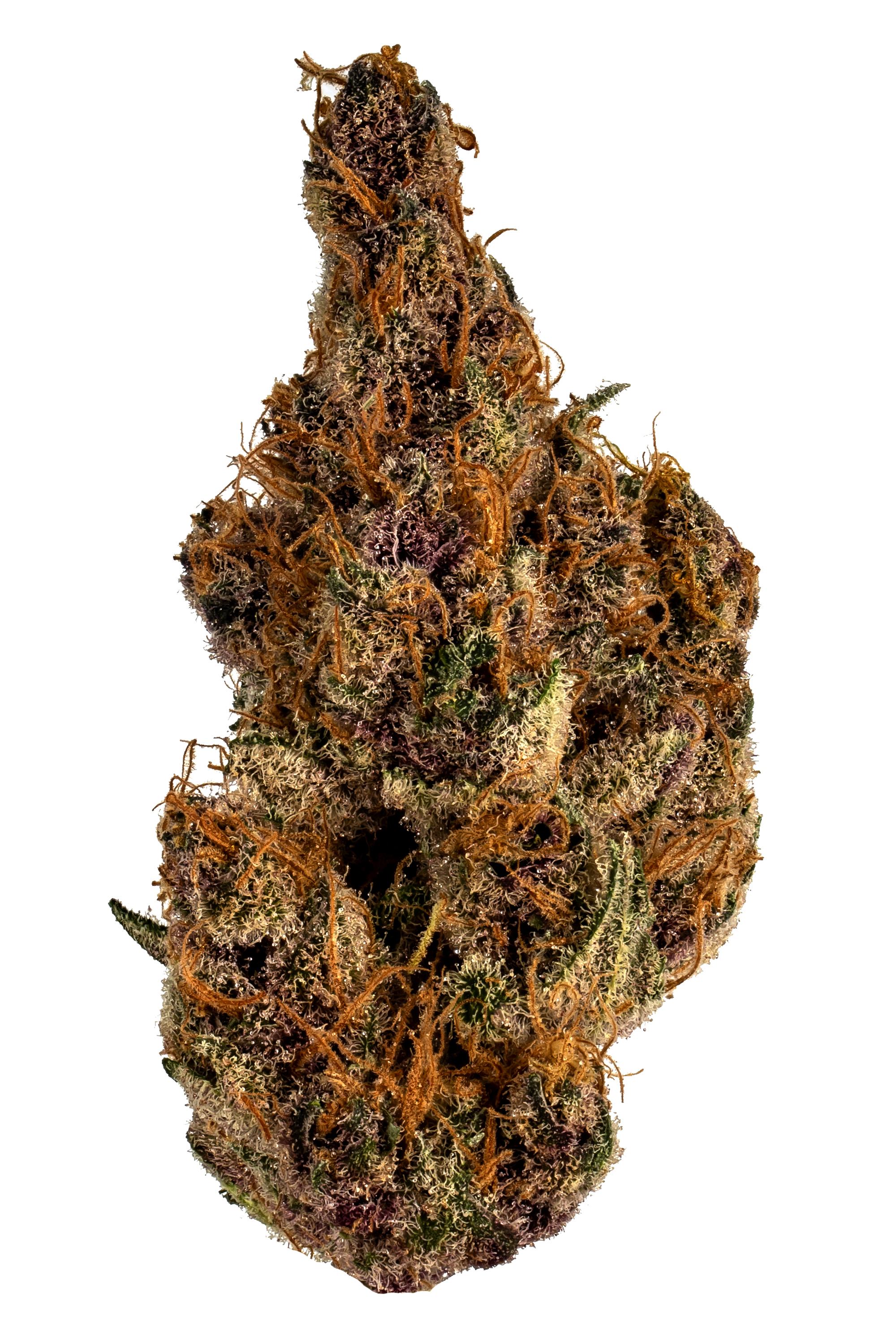 Purple Wookie Strain - Hybrid Cannabis Video, THC, Terpenes : Hytiva