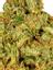 Pynk Mynk Hybrid Cannabis Strain Thumbnail