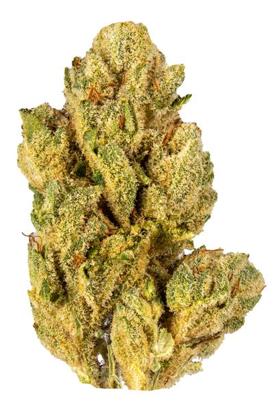 Raw OG - Hybrid Cannabis Strain