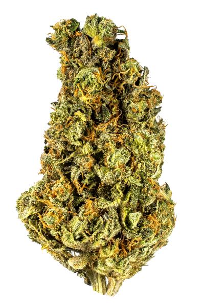 Rebel Hammer - Híbrido Cannabis Strain