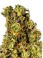 Rebel Hammer Hybrid Cannabis Strain Thumbnail