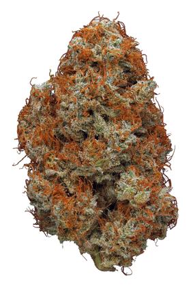 Red Berry - Hybrid Cannabis Strain