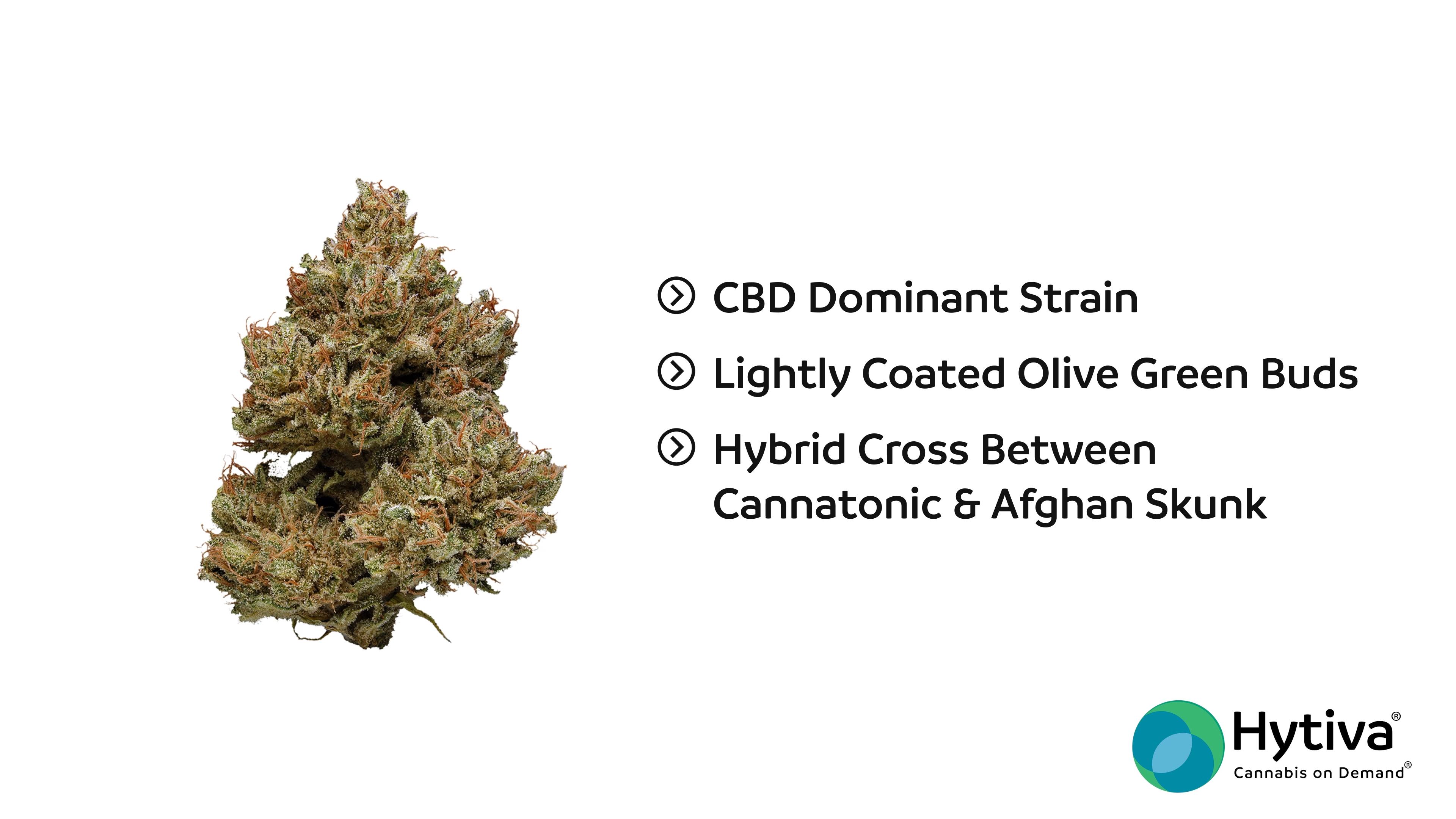 Gluestick Strain - Hybrid Cannabis Video, THC, Terpenes : Hytiva