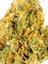 Riddler Hybrid Cannabis Strain Thumbnail